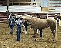 show-quarter-horse