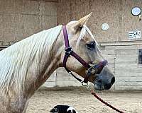 palomino-athletic-horse