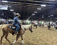 palomino-quarter-horse-mare