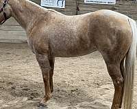 palomino-all-around-horse