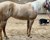 palomino-ranch-horse