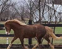 age-welsh-cob-horse