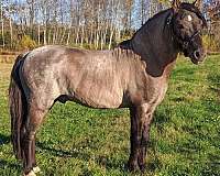 all-welsh-cob-horse