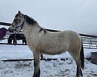 sporthorse-welsh-cob-horse