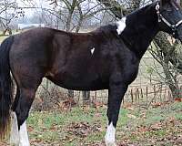 pinto-black-white-horse