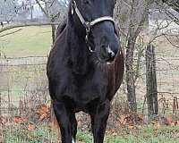 all-around-missouri-fox-trotter-horse