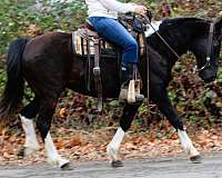 husband-safe-missouri-fox-trotter-horse