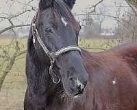 gaited-missouri-fox-trotter-horse