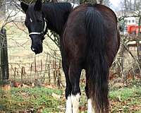 gymkhana-missouri-fox-trotter-horse