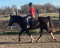 pleasure-driving-missouri-fox-trotter-horse