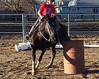 trail-missouri-fox-trotter-horse