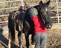 trail-riding-missouri-fox-trotter-horse