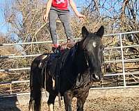 youth-missouri-fox-trotter-horse