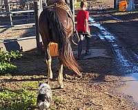 pinto-missouri-fox-trotter-mare