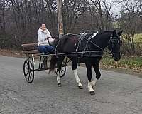 pinto-all-around-horse