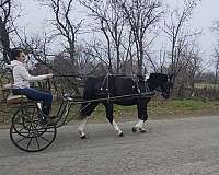 pinto-gaited-horse