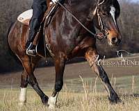 rare-find-gypsy-vanner-horse