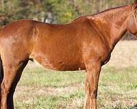 christmas-ponies-for-sale-mare