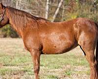 larger-ponies-for-sale-mare