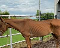 ranch-quarter-horse