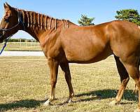 rescue-quarter-horse