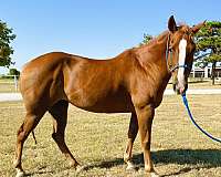 ridden-western-quarter-horse