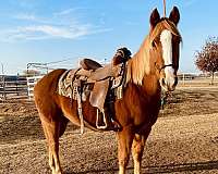 roping-quarter-horse