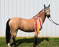 sale-dutch-warmblood-pony