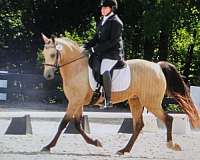 negotiable-dutch-warmblood-pony