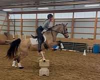 jumping-dutch-warmblood-pony