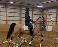 usdf-dutch-warmblood-pony