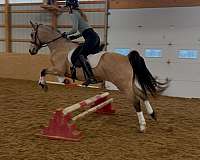 usef-dutch-warmblood-pony