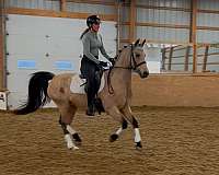 pony-club-dutch-warmblood