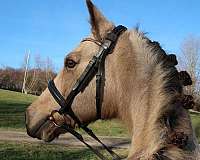 english-dutch-warmblood-pony