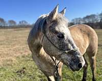 quarter-pony