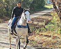 grey-horse-gelding