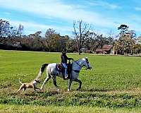 grey-see-pictures-horse