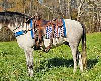 gaited-kentucky-mountain-horse