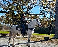 trail-kentucky-mountain-horse