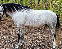 trail-riding-kentucky-mountain-horse