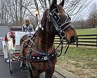 all-around-draft-horse