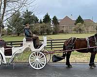 aged-draft-horse