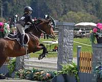 all-around-school-gypsy-vanner-warmblood-horse