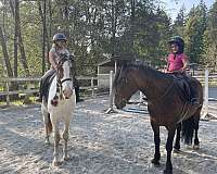 gypsy-vanner-warmblood-horse-for-sale