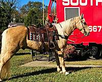 palomino-see-pictures-horse