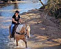 tennessee-walker-walking-horse