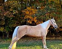 trail-tennessee-walking-horse