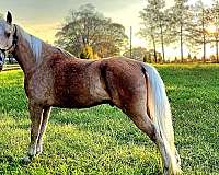 trail-riding-tennessee-walking-horse