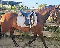 bay-andalusian-mare