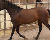 energetic-andalusian-horse